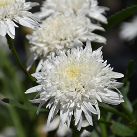 Plant Photo 3