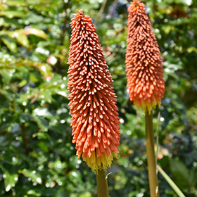 Plant Photo 2