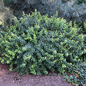 Plant Photo 2