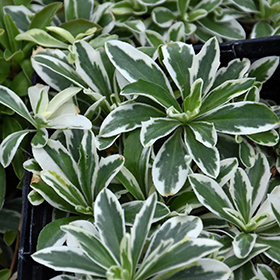 Variegated Alpine Rock Cress (Arabis ferdinandi-coburgi 'Variegata