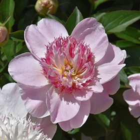 Plant Photo 6
