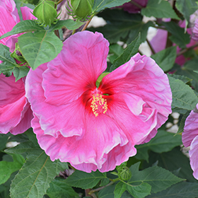 Plant Photo 9