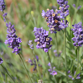 Buy Ellagance Purple English Lavender Plants, FREE SHIPPING, Wilson Bros  Gardens