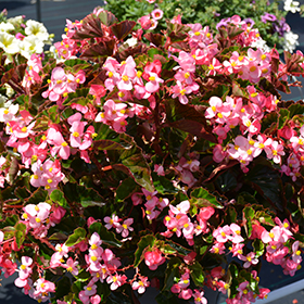 BabyWing Pink Begonia (Begonia 'BabyWing Pink') in Drums