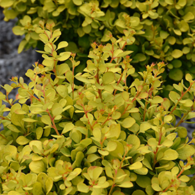 Plant Photo 8