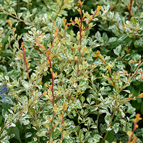 Plant Photo 7