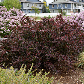 Plant Photo 3