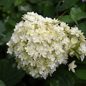Plant Photo 9