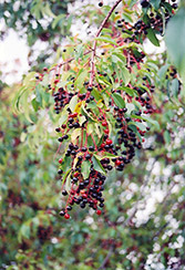 Black Cherry - Prunus serotina