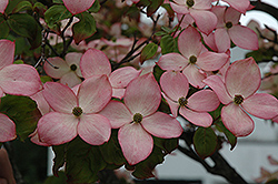 Heart Throb Chinese Dogwood 